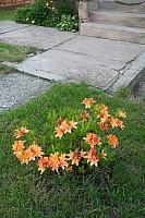 20060516_181718.jpg